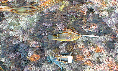 This small ballan wrasse, caught on a plug last week, would be a good meal for a big bass.  Notice how its colour pattern blends into the weedy rocks.