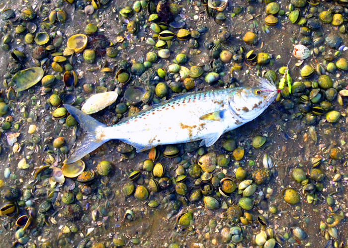 The Mepps is a bit lurid.