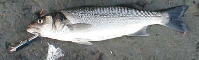Many open water baitfish have silver sides that glint when the fish turns.