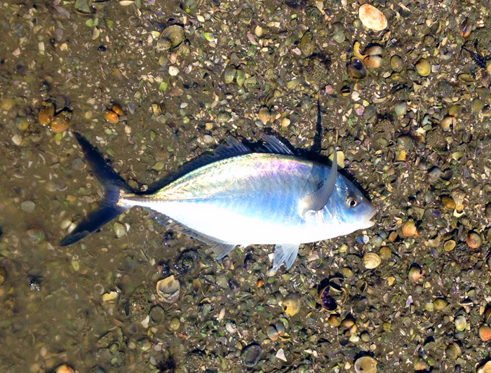 His first three pounder.  Beautiful fish!