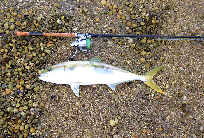 What a fish!  Obviously a close relative of the renowned 'amberjack'.
