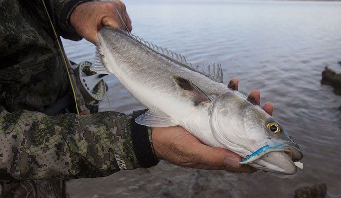 I'd have been using a bigger one on the spinning gear but AB knows about my obsession with big lures.