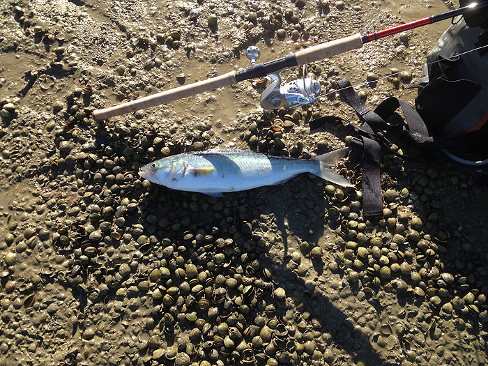 Wonderful fish kahawai.