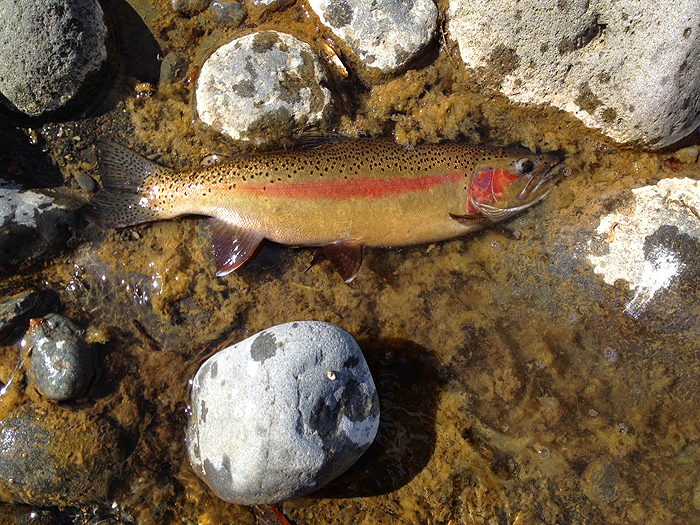 What a beautifully coloured fish!